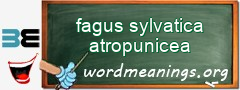 WordMeaning blackboard for fagus sylvatica atropunicea